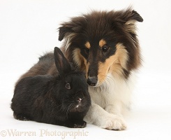 Rough Collie and black rabbit