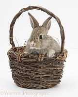 Baby agouti rabbit in a wicker basket