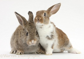 Two young rabbits