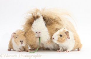 Mother Guinea pig and babies