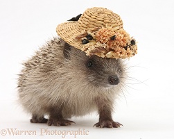 Baby Hedgehog wearing a straw hat