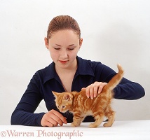 Owner stroking a ginger kitten