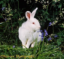 White albino rabbit among bluebells and cow parsley