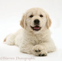 Smiley Golden Retriever pup lying, head up, paws crossed