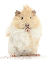 Young cinnamon-and-white Guinea pig, washing paws