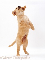 Golden Retriever puppy standing and reaching up