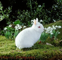 White Netherland Draft rabbit buck among snowdrops