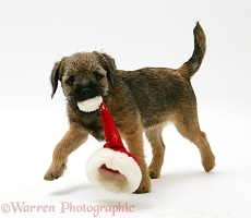 Border Terrier pup chewing a Santa hat