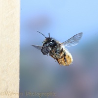 Mason bee carrying mud