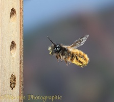 Mason bee carrying pollen