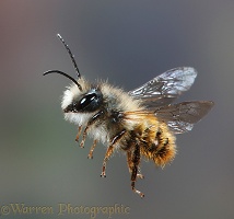 Mason bee drone in flight