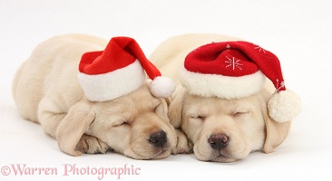 Sleeping Yellow Labrador pups wearing Santa hats