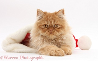 Ginger Persian male kitten in a Santa hat