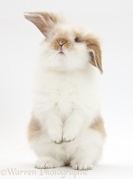 Young fluffy rabbit standing up