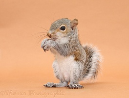 Young Grey Squirrel eating hazelnut on brown background