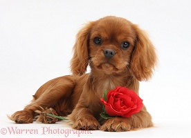 King Charles pup and red rose