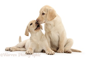 Yellow Labrador Retriever puppies