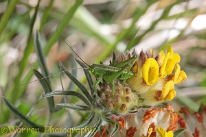 Great green grasshopper nymph