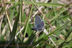 Small Blue butterfly