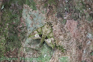 Camouflaged rainforest hawkmoth