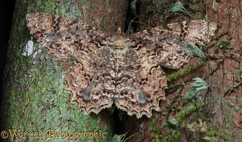 Camouflaged rainforest moth