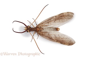 Dobsonfly