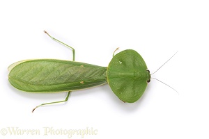Leaf Mantis