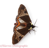 Rainforest moth