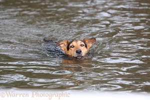Dog swimming