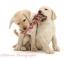 Yellow Labrador Retriever puppies playing with a ragger