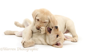 Yellow Labrador Retriever puppies play-fighting