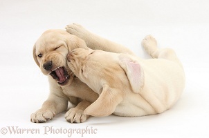 Yellow Labrador Retriever puppies play-fighting