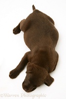 Chocolate Labrador Retriever pup asleep