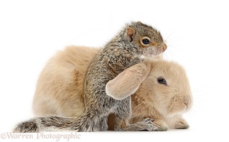 Young Grey Squirrel and sandy rabbit