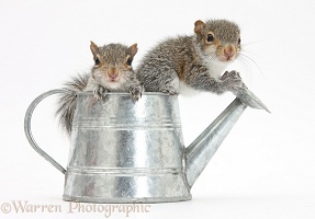 Young Grey Squirrels in a little metal watering can
