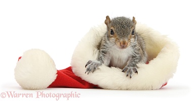 Young Grey Squirrel in a Santa hat