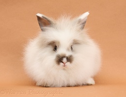 Young fluffy rabbit on brown background