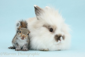 Young Grey Squirrel and fluffy rabbit on blue background