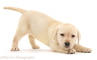 Yellow Labrador Retriever puppy, in play-bow