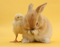 Sandy rabbit and yellow bantam chick