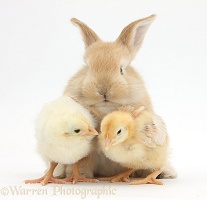 Cute sandy bunny and yellow bantam chicks