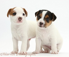 Two Jack Russell Terrier puppies, 4 weeks old