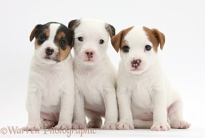 Three Jack Russell Terrier puppies, 4 weeks old