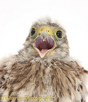 Baby Kestrel chick