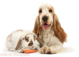 Orange Cocker Spaniel and rabbit