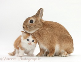 Ginger-and-white kitten with a Sandy rabbit