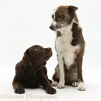 Chocolate Labrador pup mongrel dog