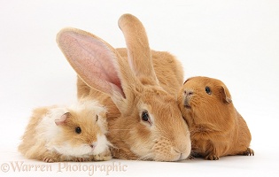 Flemish Giant Rabbit and Guinea pigs
