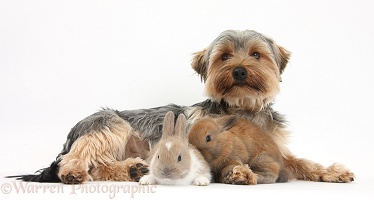 Yorkie and baby rabbits