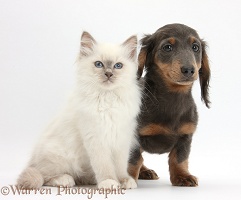 Blue-point kitten and blue-and-tan Dachshund pup
